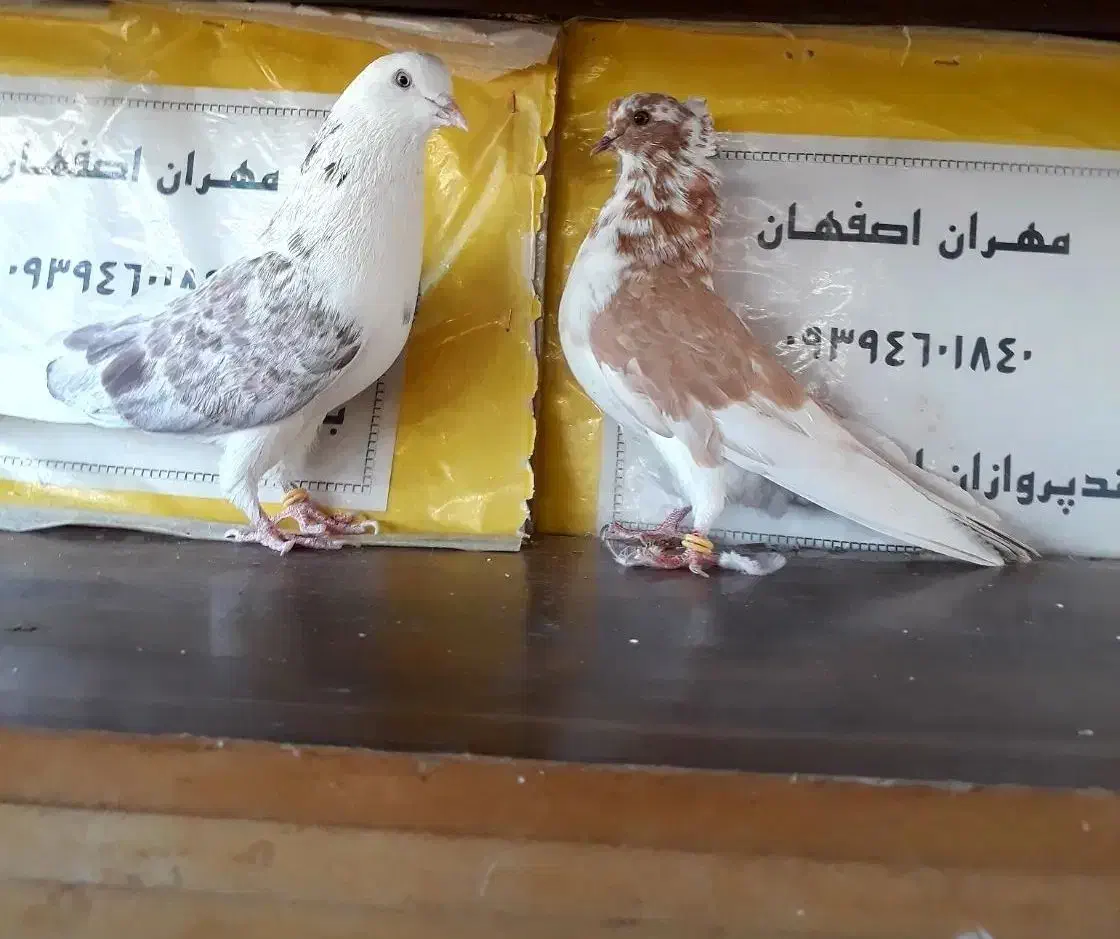 کفتر پرشی  چهارجفت|پرنده|کاشان, فرودگاه کاشان|دیوار