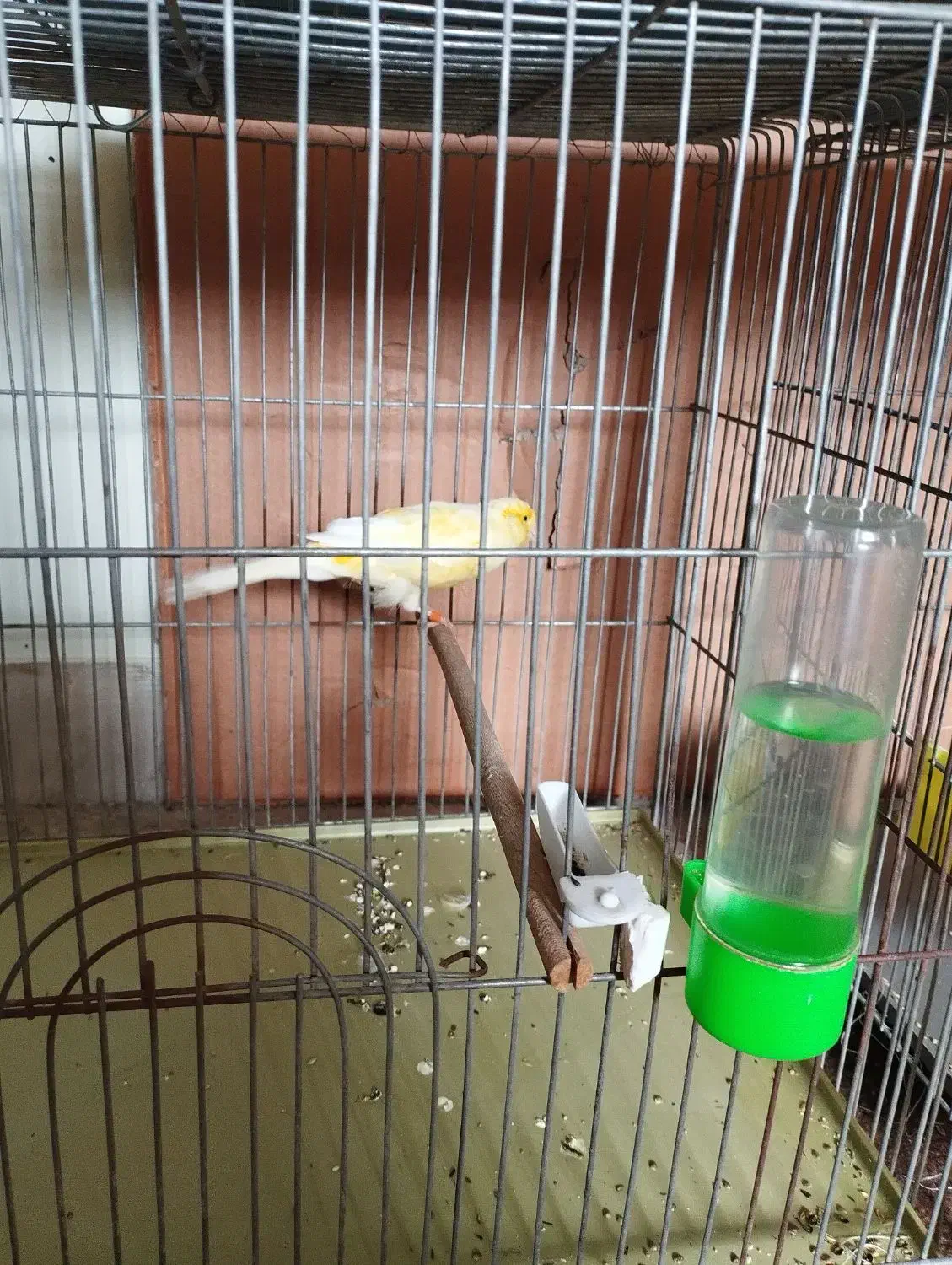 قناری سوپر درشت جوان ماده|پرنده|خمینی‌شهر, |دیوار