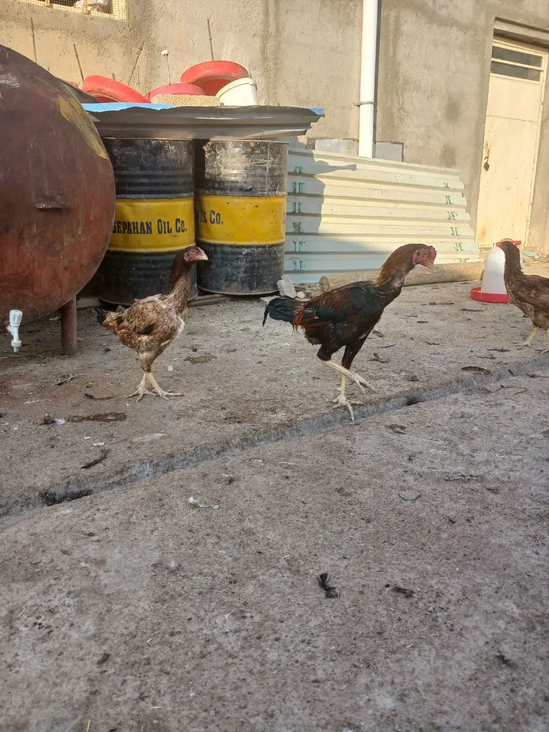 فروش خروس و مرغ|حیوانات مزرعه|شاهین دژ, |دیوار