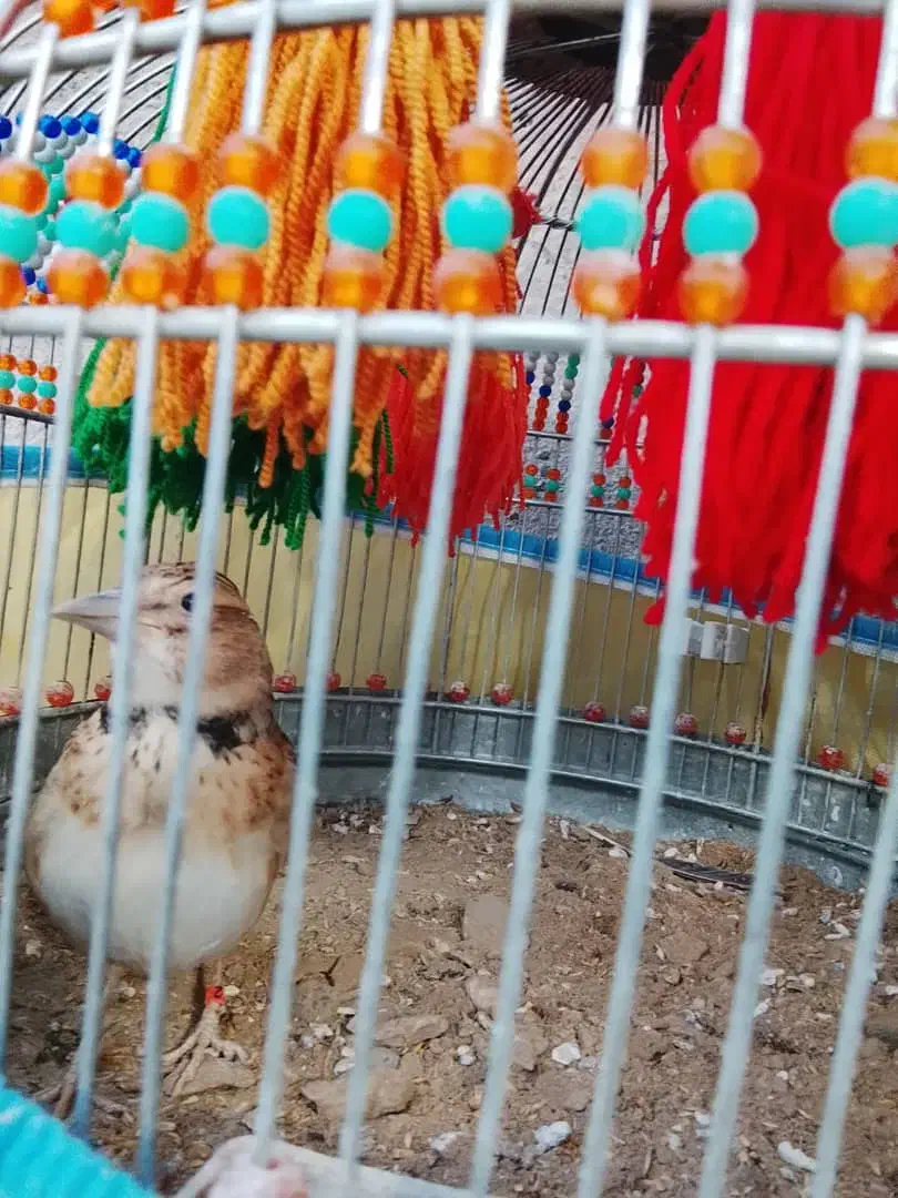 قناری|پرنده|بوشهر, |دیوار