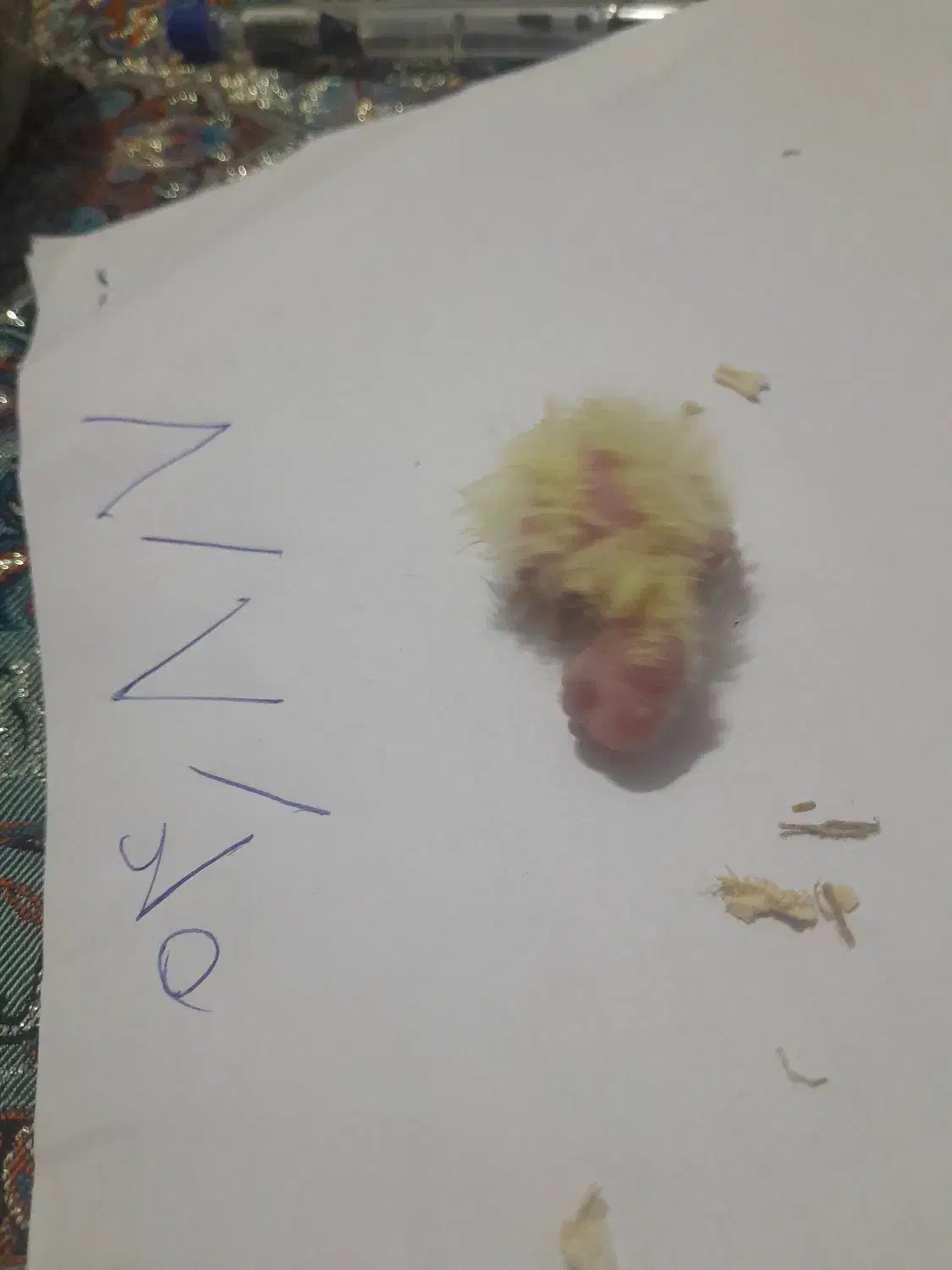 فروش ویژه عروس هلندی|پرنده|شیرگاه, |دیوار