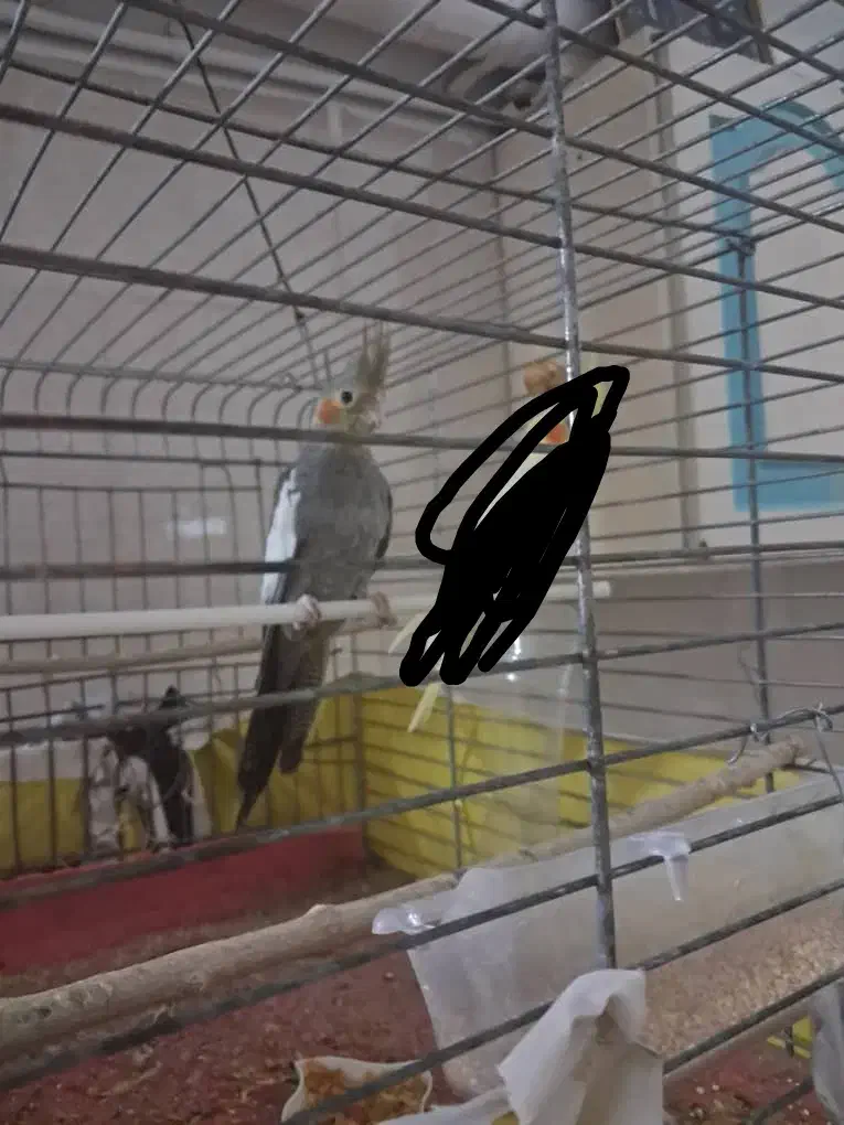 عروس هلندی|پرنده|حمیدیا, |دیوار