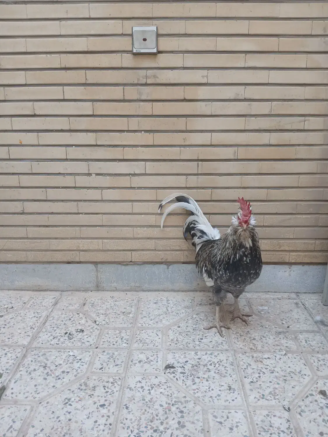 خروس اصلاح شده امریکایی|حیوانات مزرعه|اصفهان, مسجد مصلی|دیوار