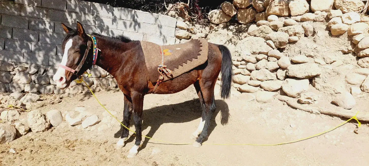 سلام دوستان نوزدین سه سال سر دم گیر شکم خالی|حیوانات مزرعه|بازفت, |دیوار