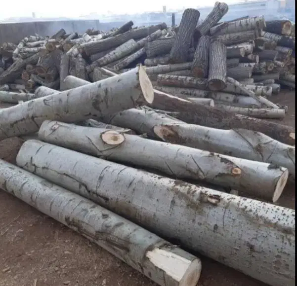 خرید درخت هرص کاری  عمده خرده به قیمت بالا|خدمات باغبانی و درختکاری|خسروشاه, |دیوار