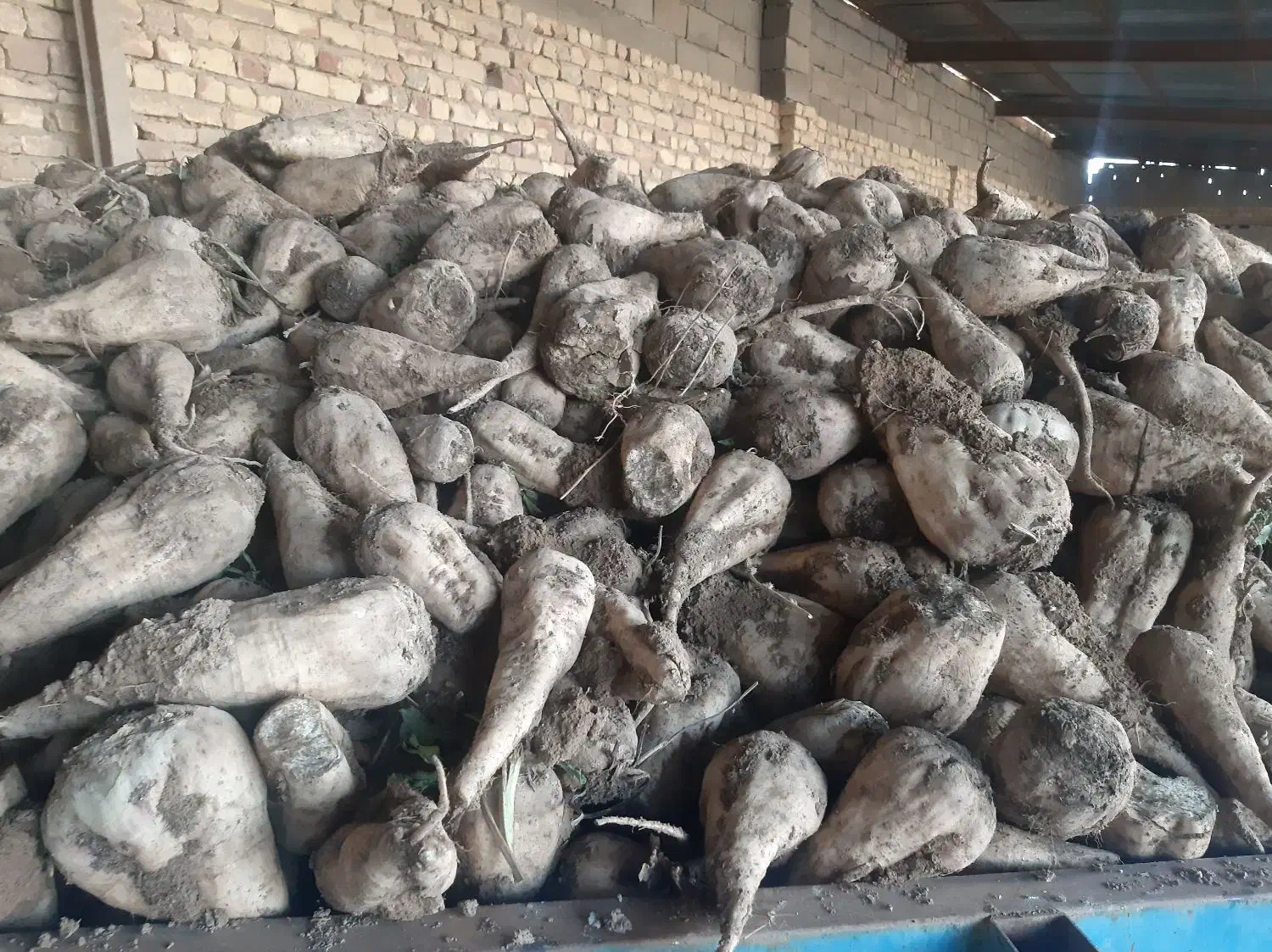 چغندر|عمده‌فروشی|فامنین, |دیوار