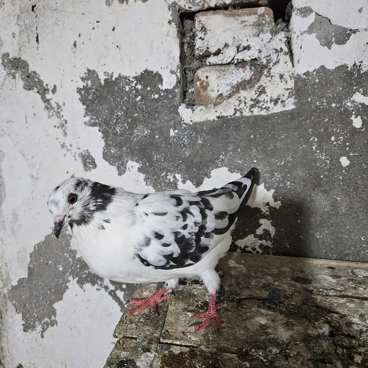 کبوتر سوسکی|پرنده|آمل, |دیوار