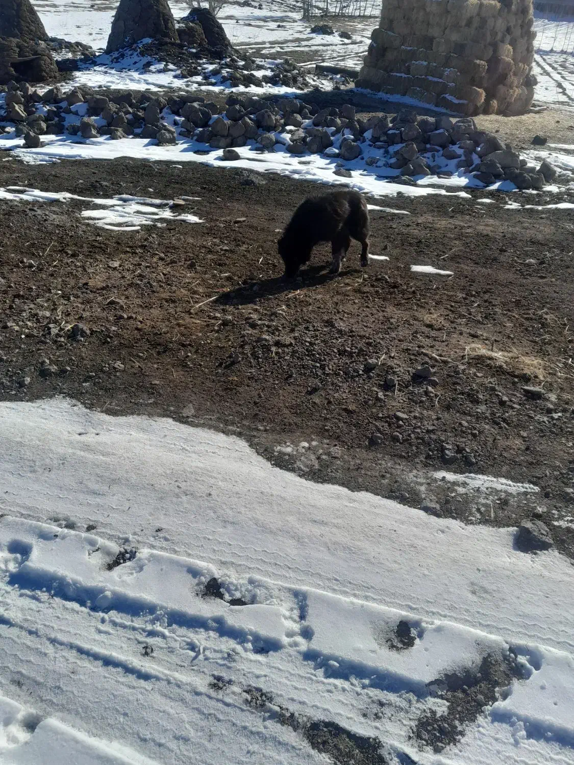 توله سگ محلی|سگ|هیر, |دیوار