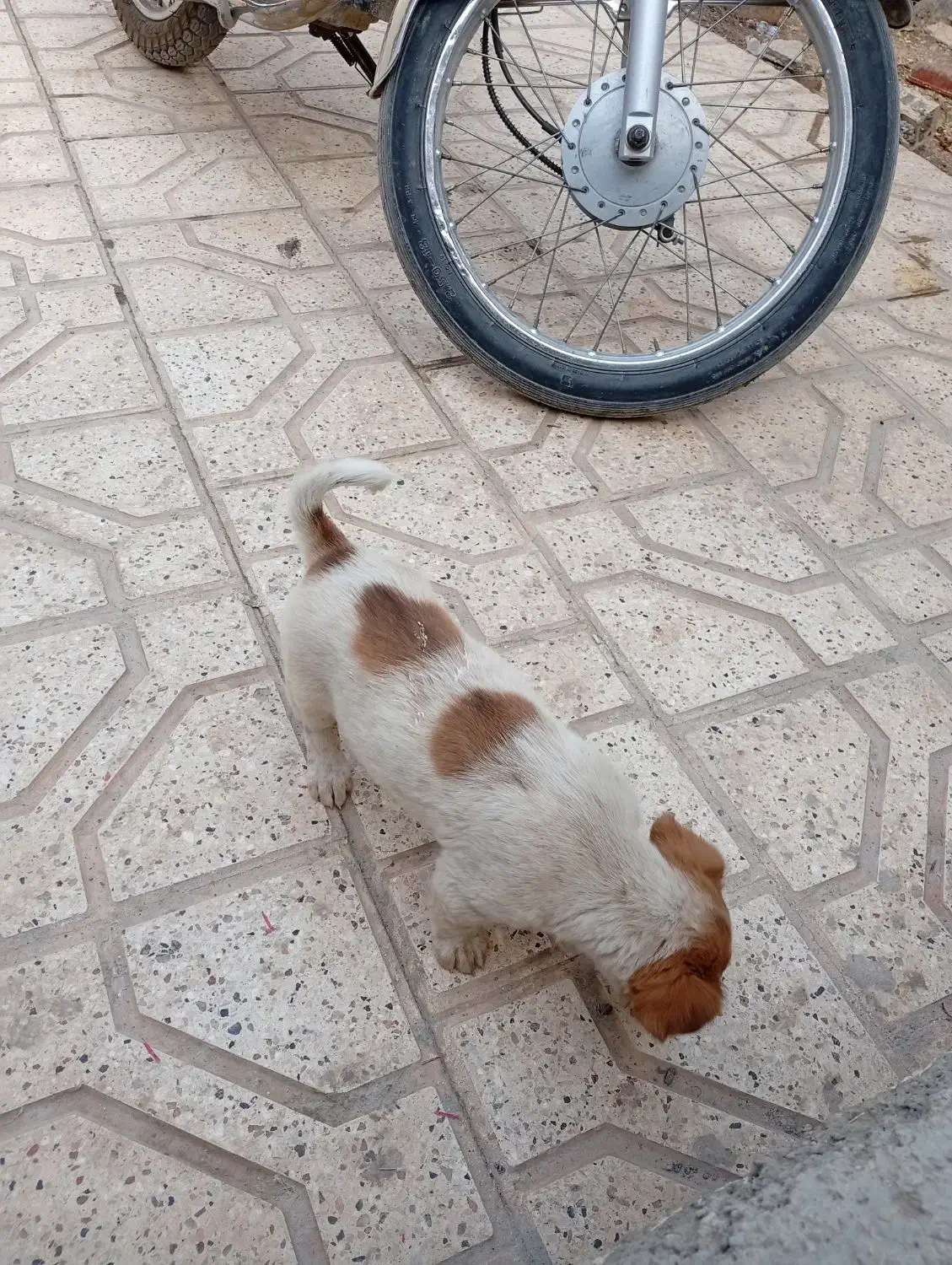 سگ پاکوتاه واگذار میشه|سگ|مشهد, پنجتن|دیوار