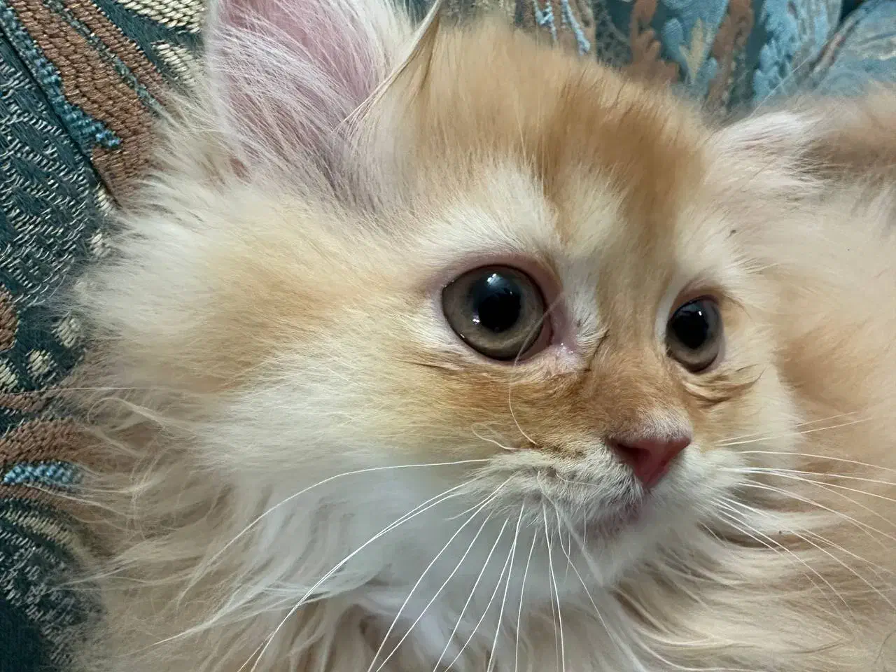 گربه بیریتیش|گربه|قرچک, مهدیه|دیوار