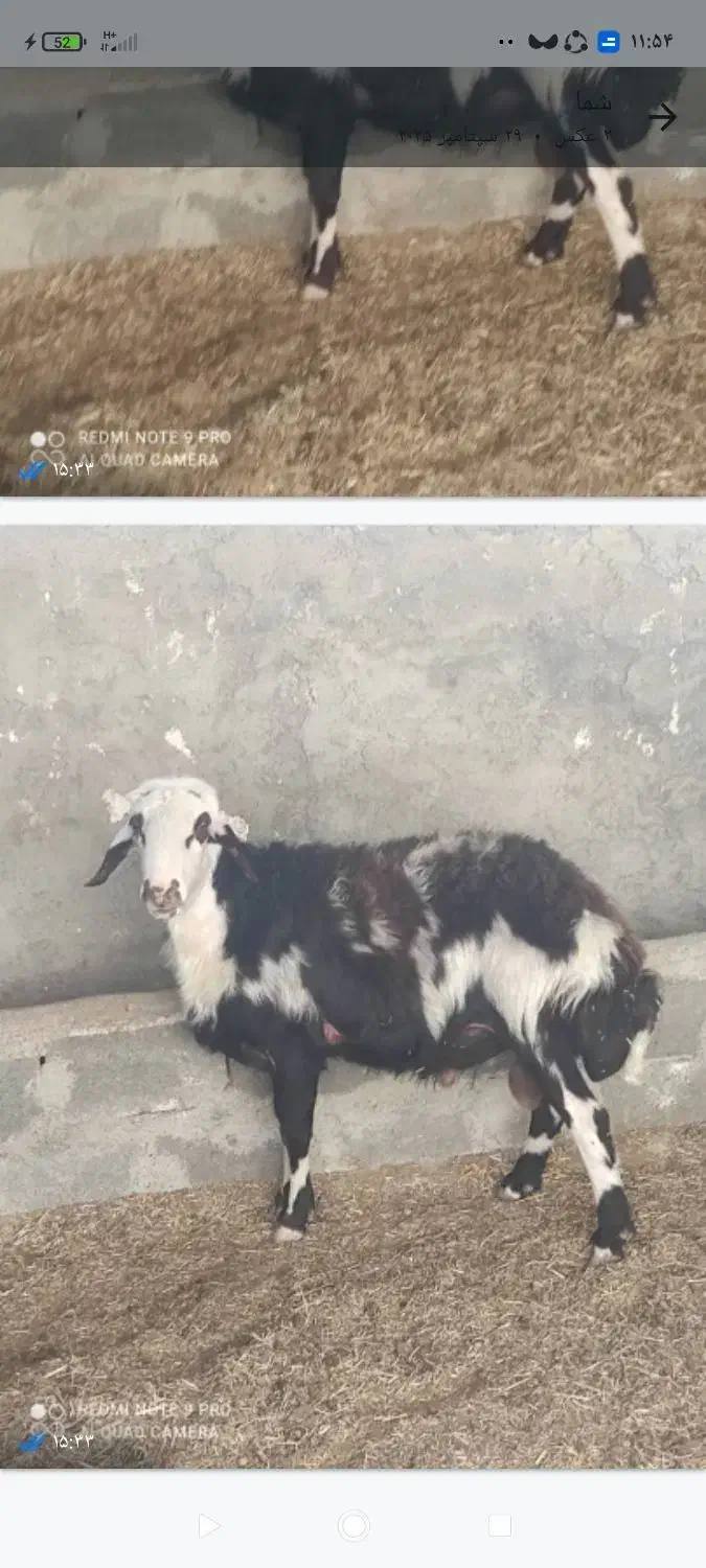 قوچ|حیوانات مزرعه|هشتگرد, تهران دشت|دیوار