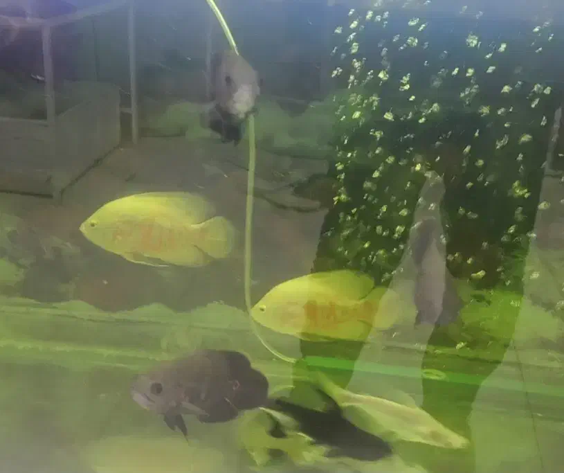 ماهی آکواریومی اسکار 65|ماهی|قائم‌شهر, |دیوار