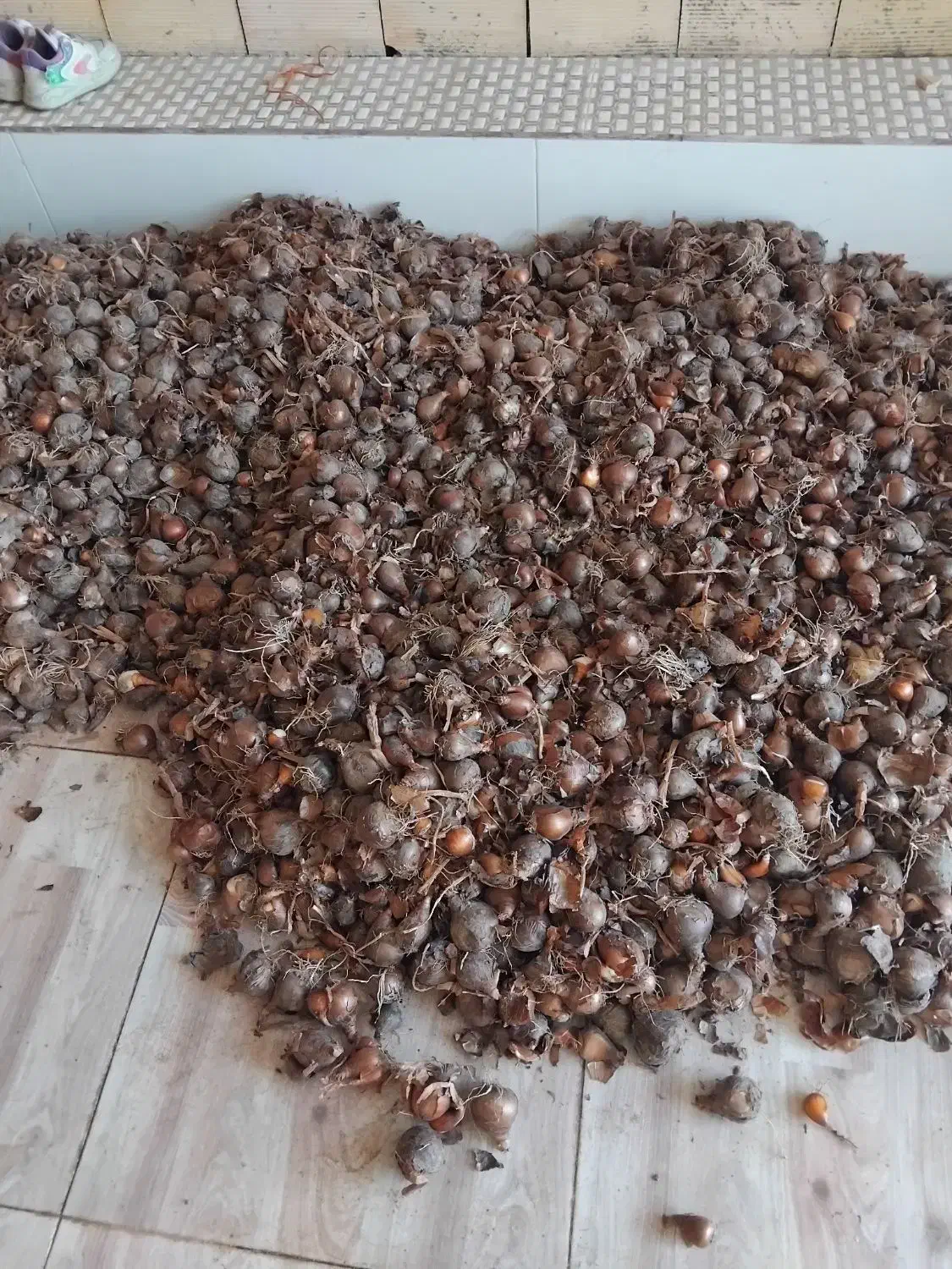 فروش پیاز گل نرگس|گل و گیاه طبیعی|آزادشهر, |دیوار