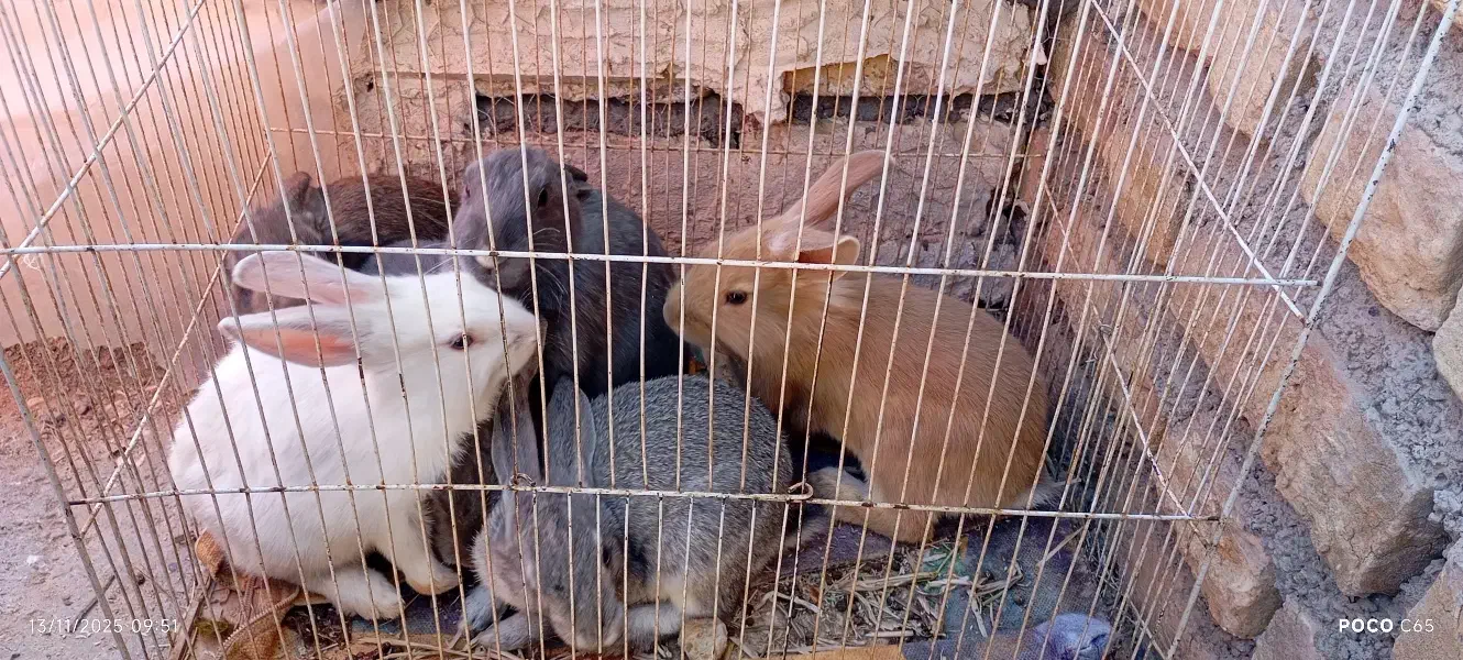 مرغ خروس  و خرگوش|موش و خرگوش|خواف, |دیوار