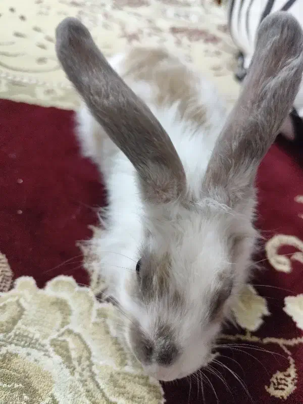 خرگوش|موش و خرگوش|سنندج, |دیوار