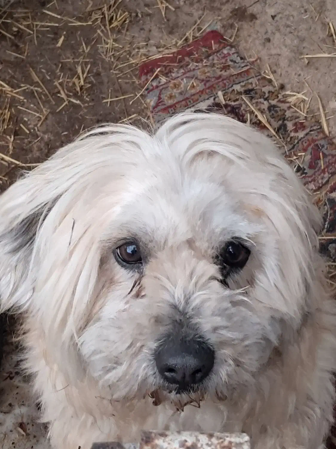 پاکوتاه.|سگ|اردبیل, |دیوار