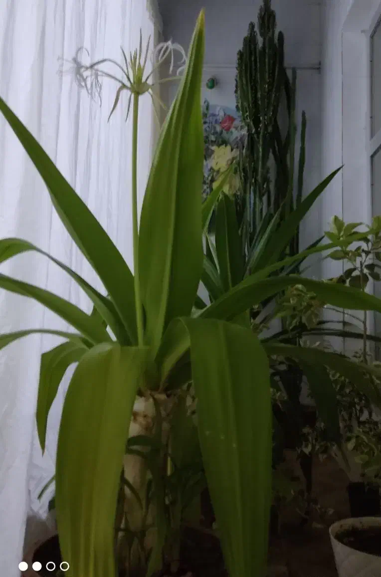 گل و گیاهان خانگی|گل و گیاه طبیعی|خانمیرزا, |دیوار