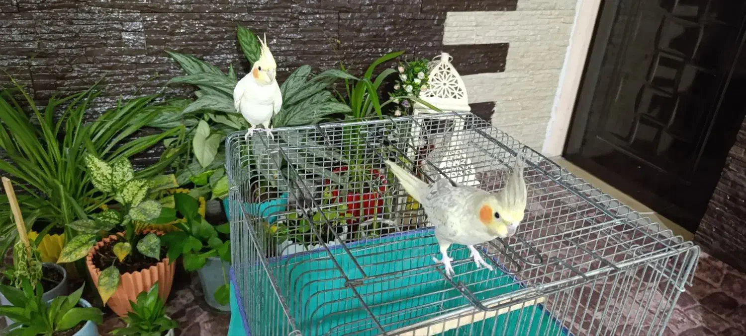 عروس هلندی|پرنده|صحنه, |دیوار