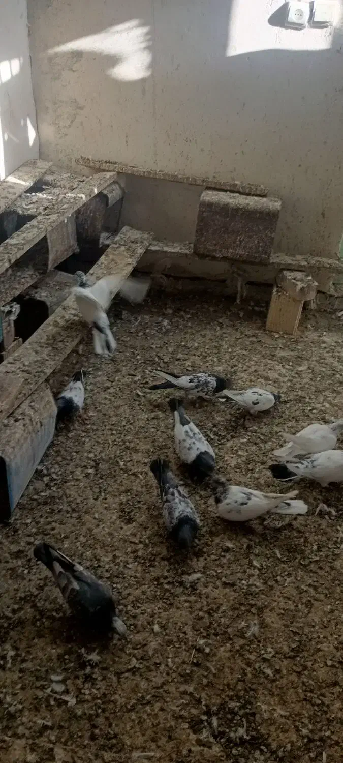 کبوتر گله ای|پرنده|کنارک, |دیوار