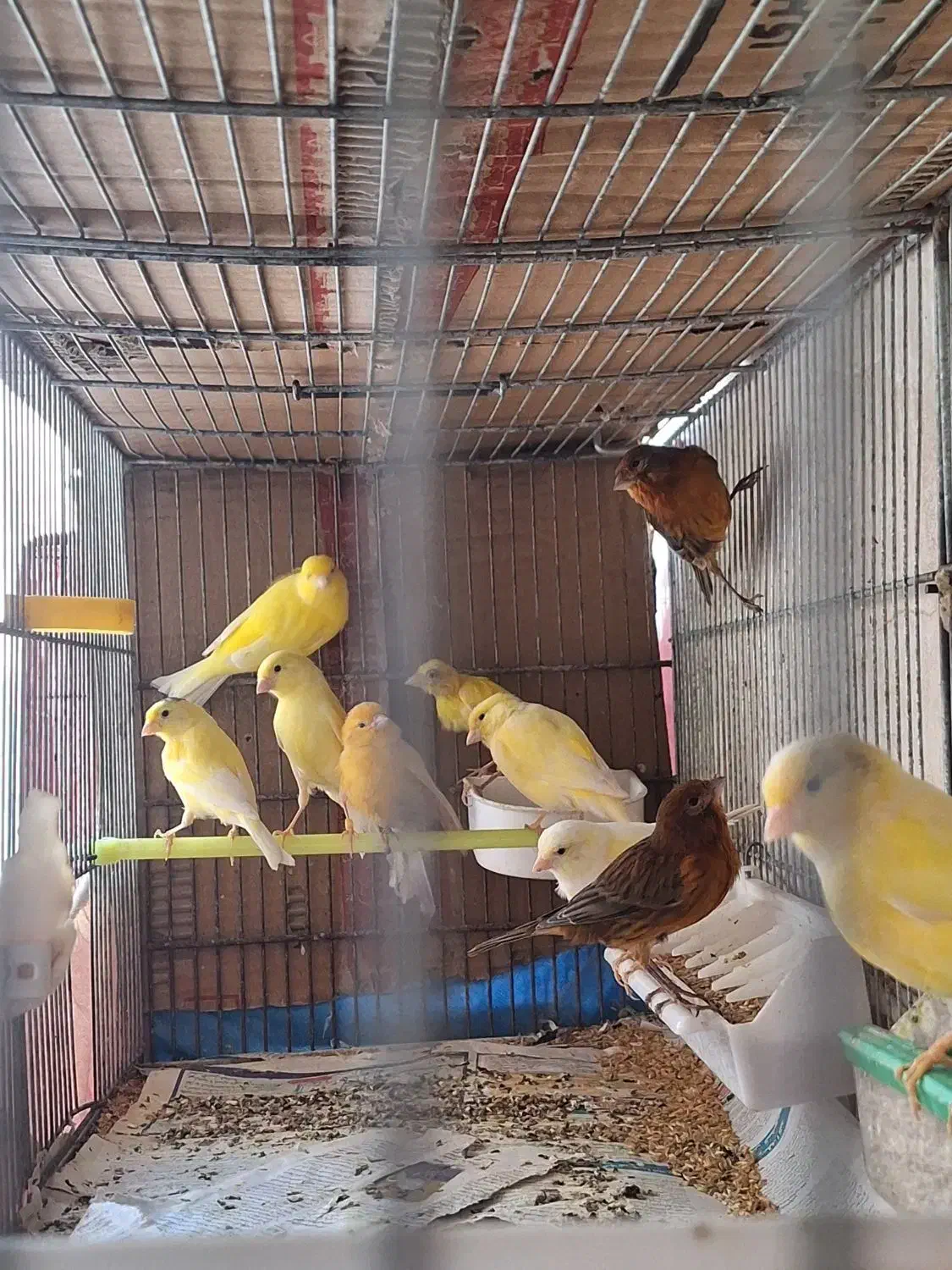 قناری طلایی|پرنده|رشت, منظریه|دیوار