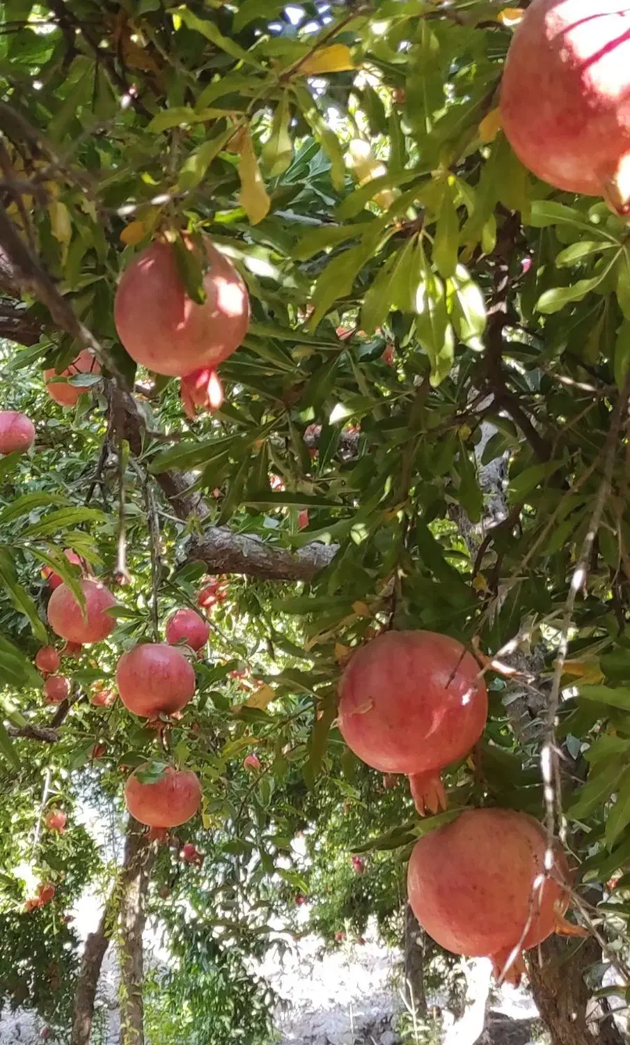انار سیاب|گل و گیاه طبیعی|کوهنانی, |دیوار