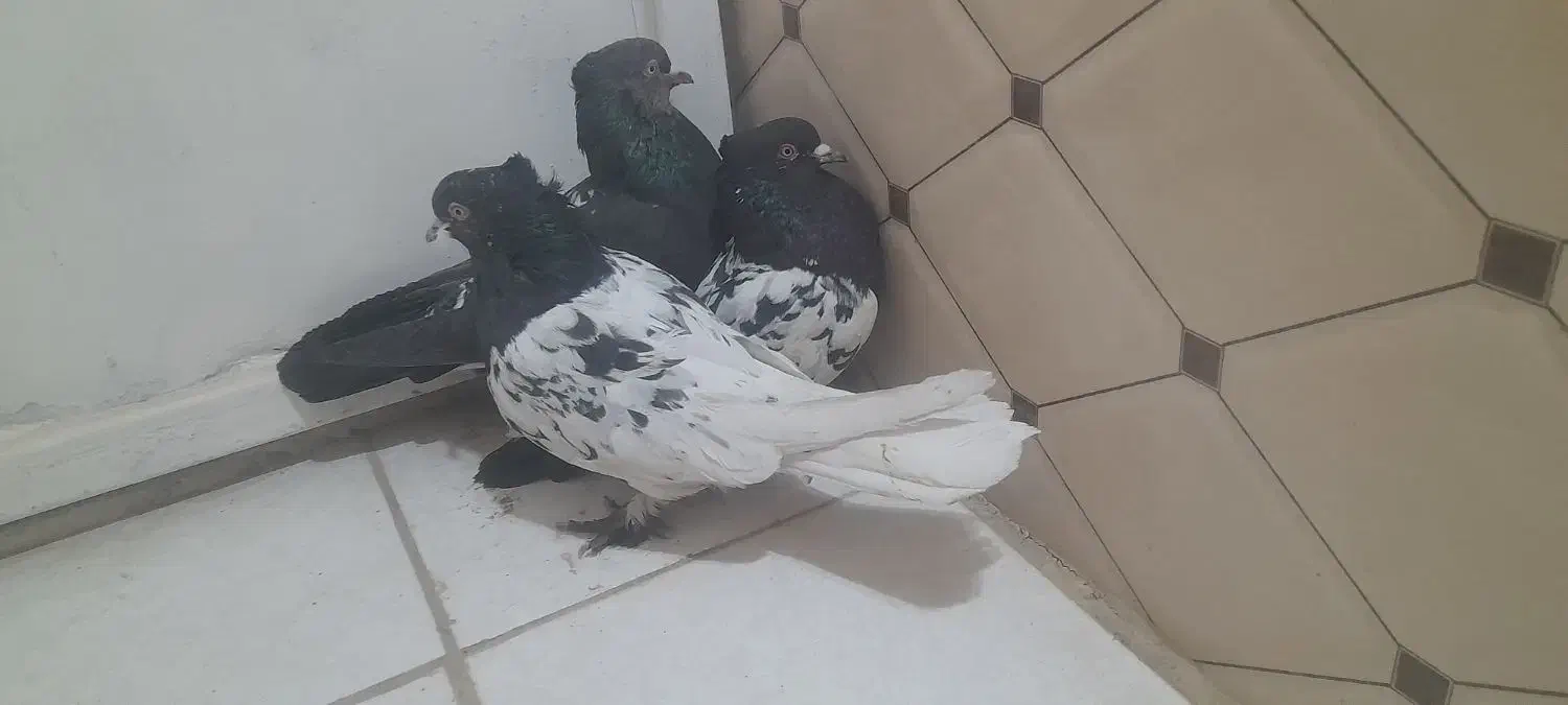 کبوتر کله سیاه|پرنده|شیراز, ارم|دیوار