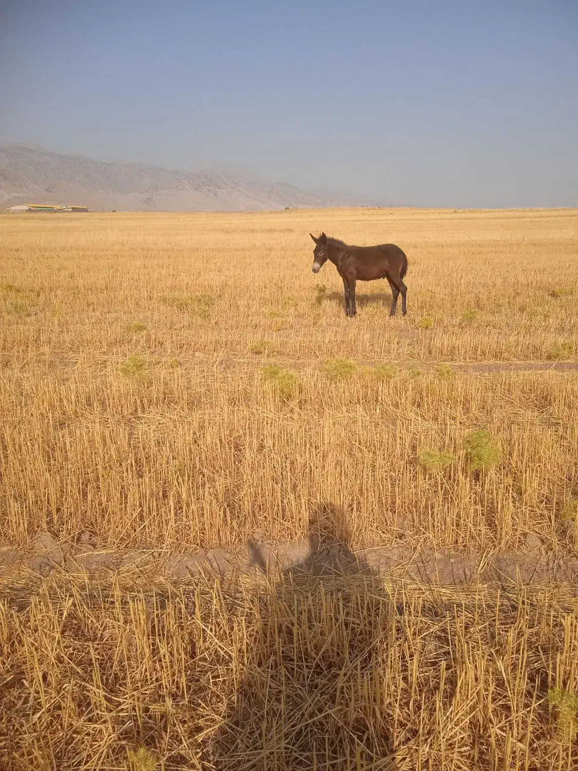 مادیان و قاطر|اسب و تجهیزات اسبسواری|آبدانان, |دیوار