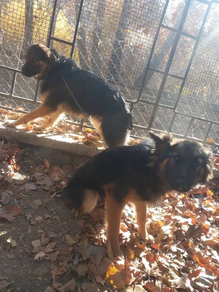 سگ ژرمن شیبر اصل نر و ماده|سگ|چهارباغ, |دیوار