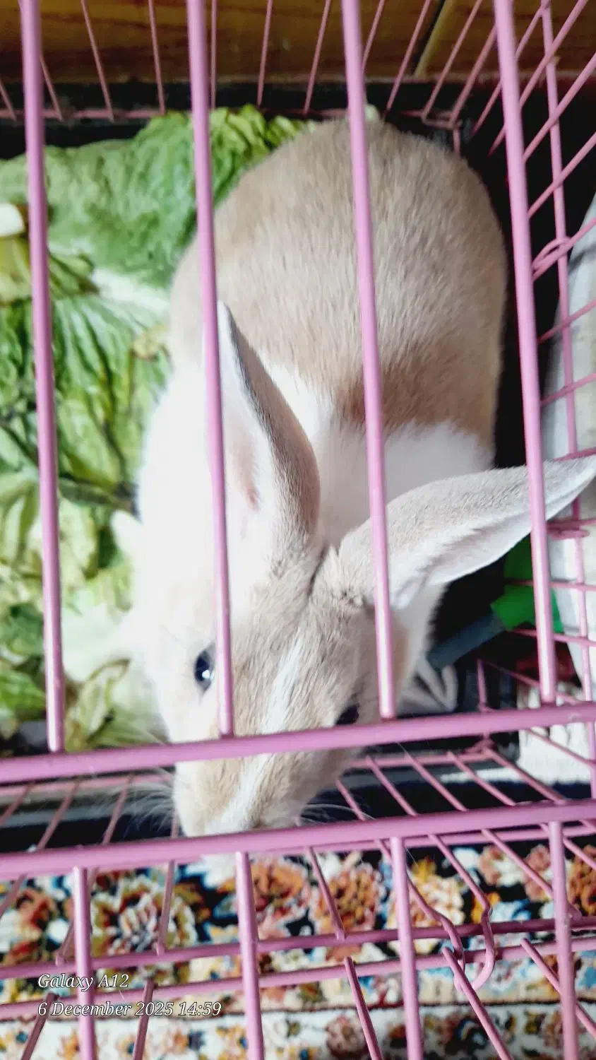 فروش فوری خرگوش|موش و خرگوش|خرم‌آباد, |دیوار