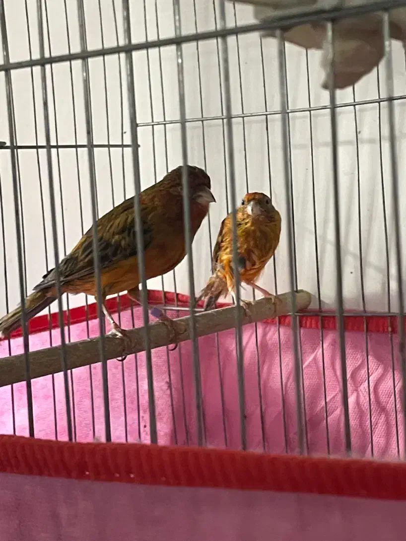 جفت سوخته سرخ|پرنده|کرمان, |دیوار