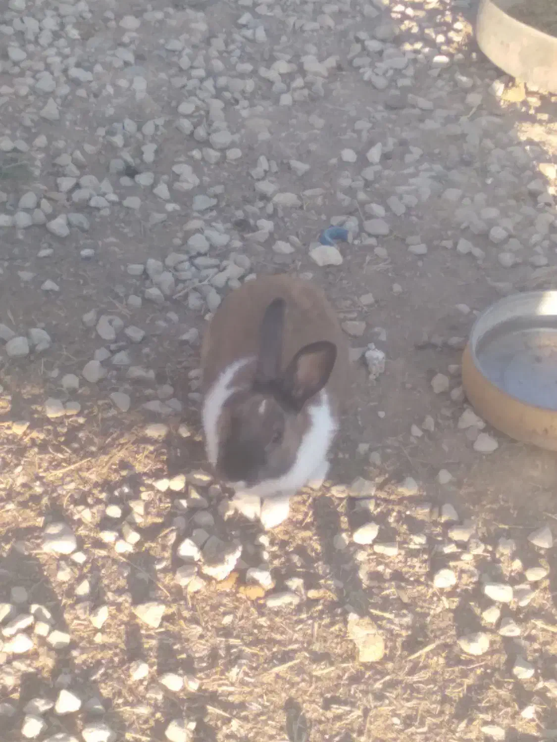 خرگوش|موش و خرگوش|یاسوج, |دیوار