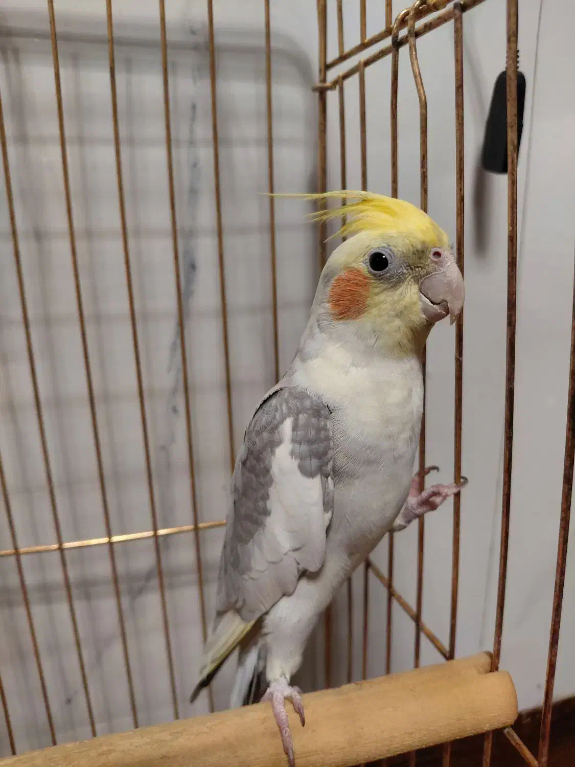 عروس هلندی رام سخنگو|پرنده|شهریار, شهرک بهاران (ویره)|دیوار