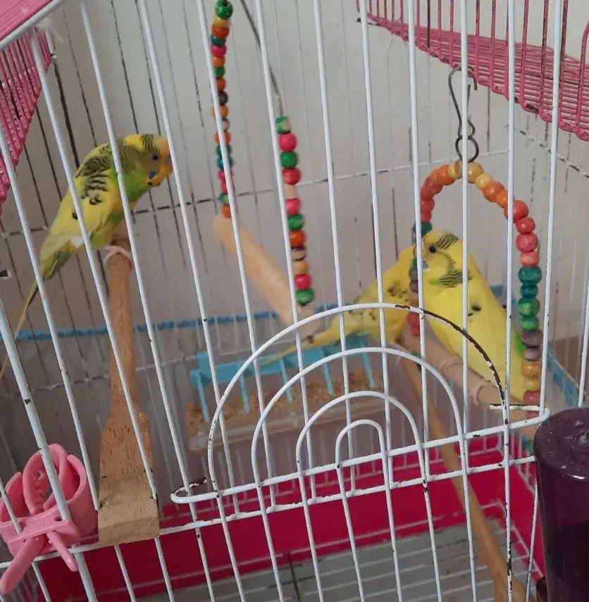 مرغ عشق رام و زیبا|پرنده|رشت, گلزاران|دیوار