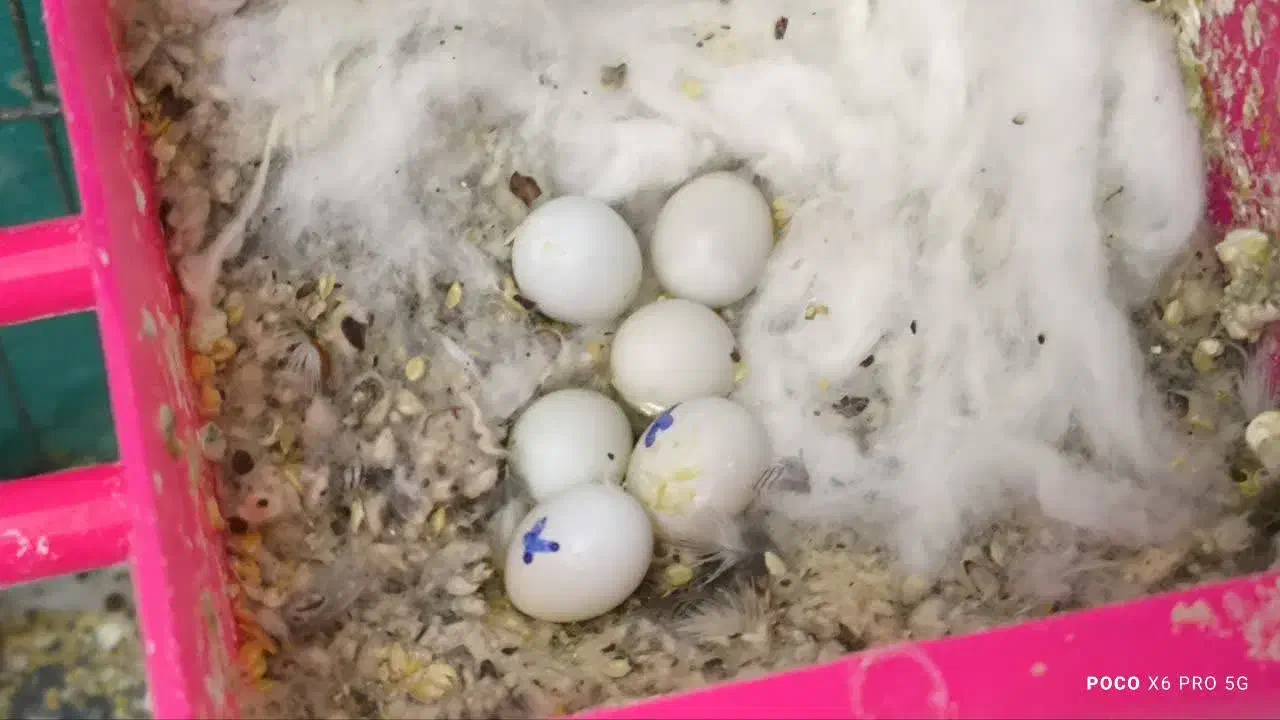 فروش فوری فنچچ|پرنده|یزد, |دیوار