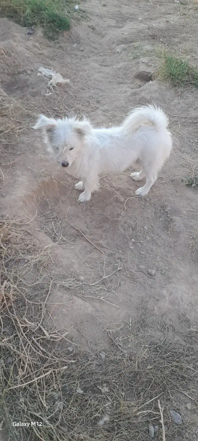 سگ پامرشیتزو نر|سگ|خوی, |دیوار