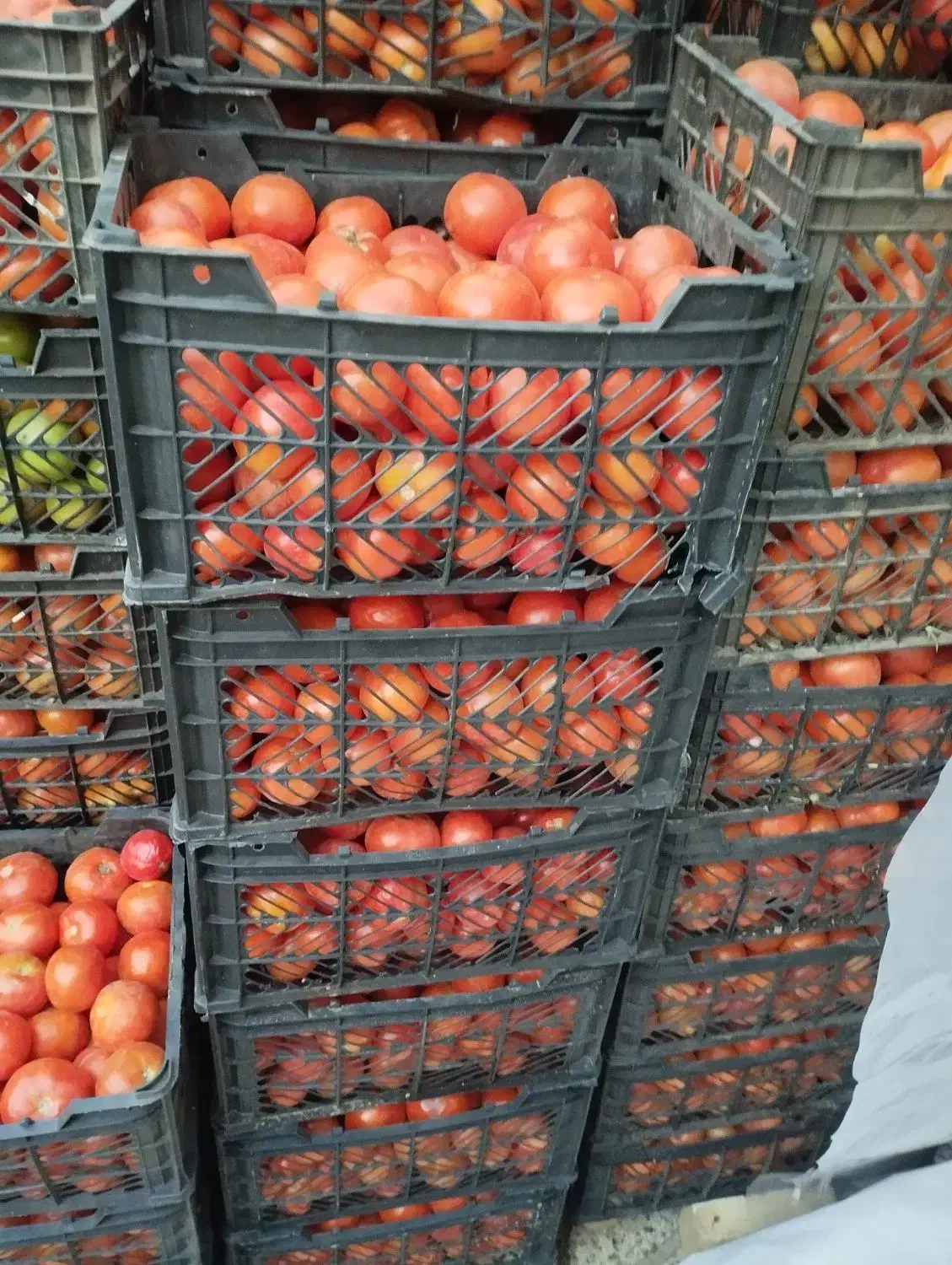 گوجه فرنگی درجه یک|خوردنی و آشامیدنی|تاکستان, |دیوار