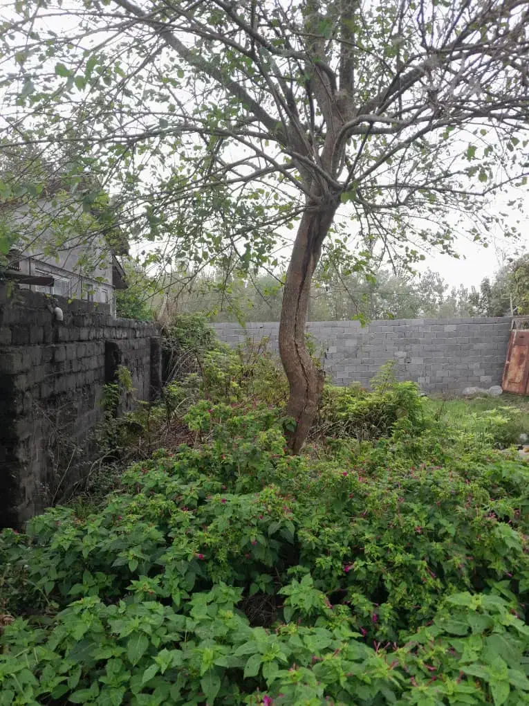 فروش زمین ۱۹۸م مسکونی سند تک برگ|فروش زمین و ملک کلنگی|بندر انزلی, میان پشته|دیوار