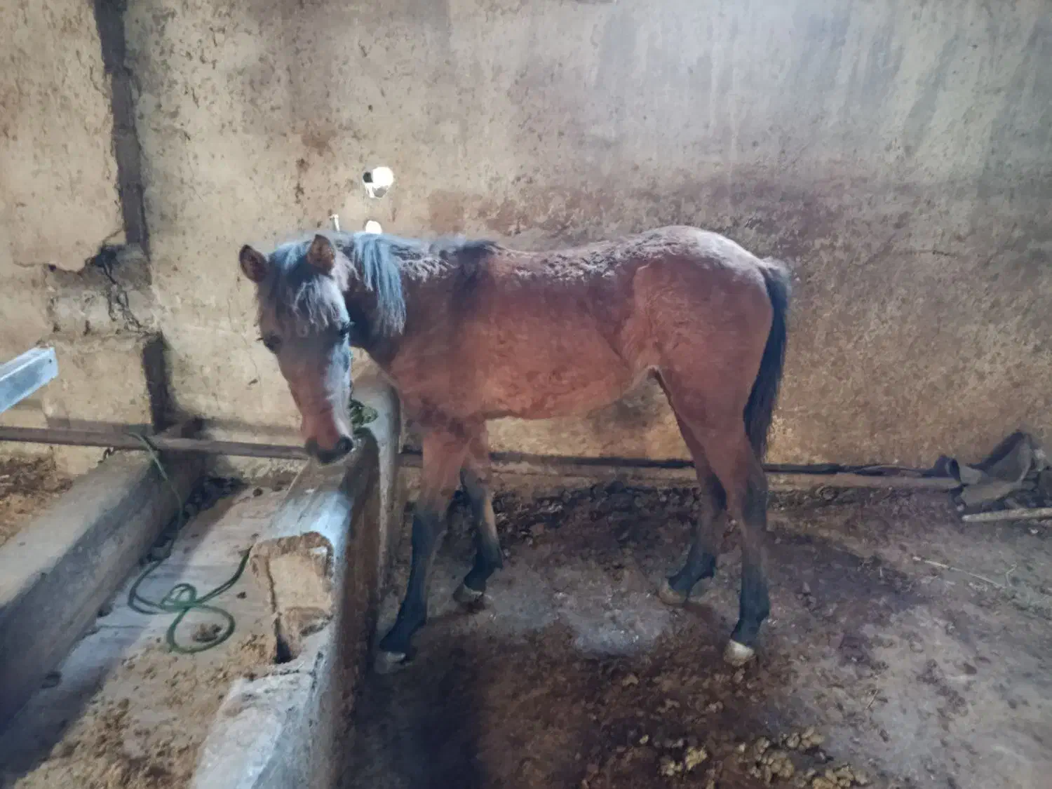 اسب کره مادیون بسیار آرام مظلوم|اسب و تجهیزات اسب‌سواری|امامزاده عبدالله, |دیوار