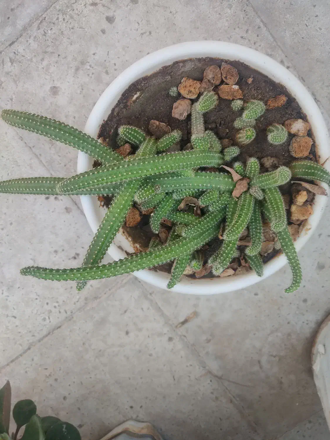 فروش گل|گل و گیاه طبیعی|قدس, شهر‌قدس|دیوار