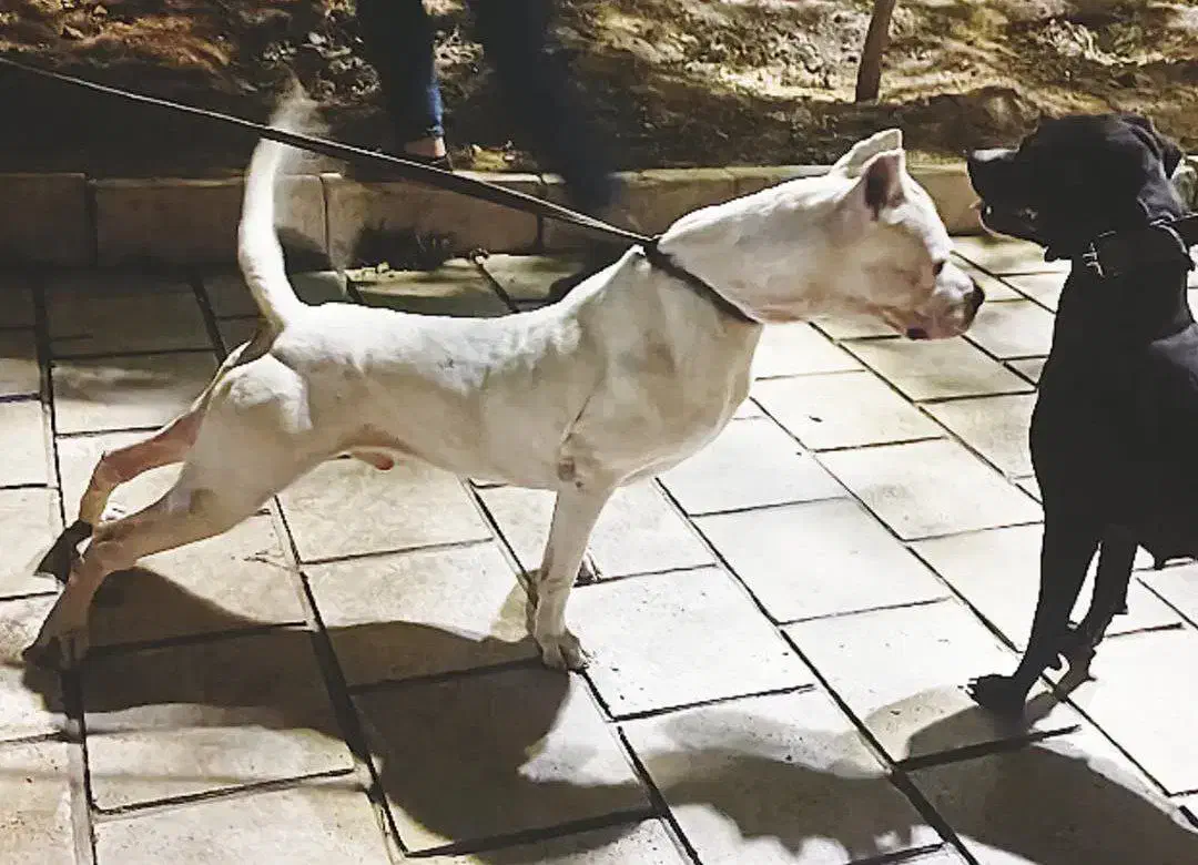 داگو|سگ|گرگان, |دیوار