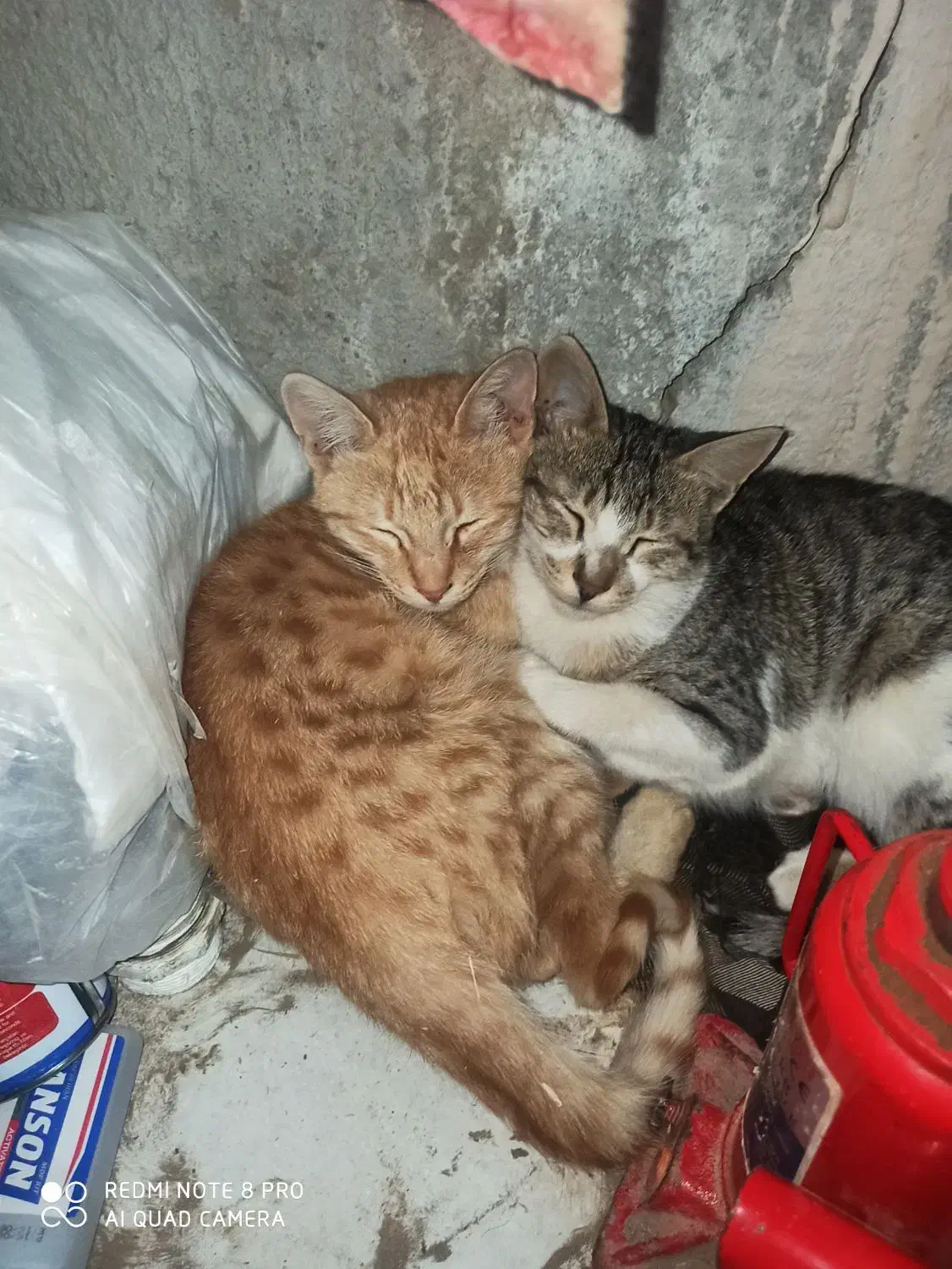 گربه خانگی|گربه|سنندج, |دیوار