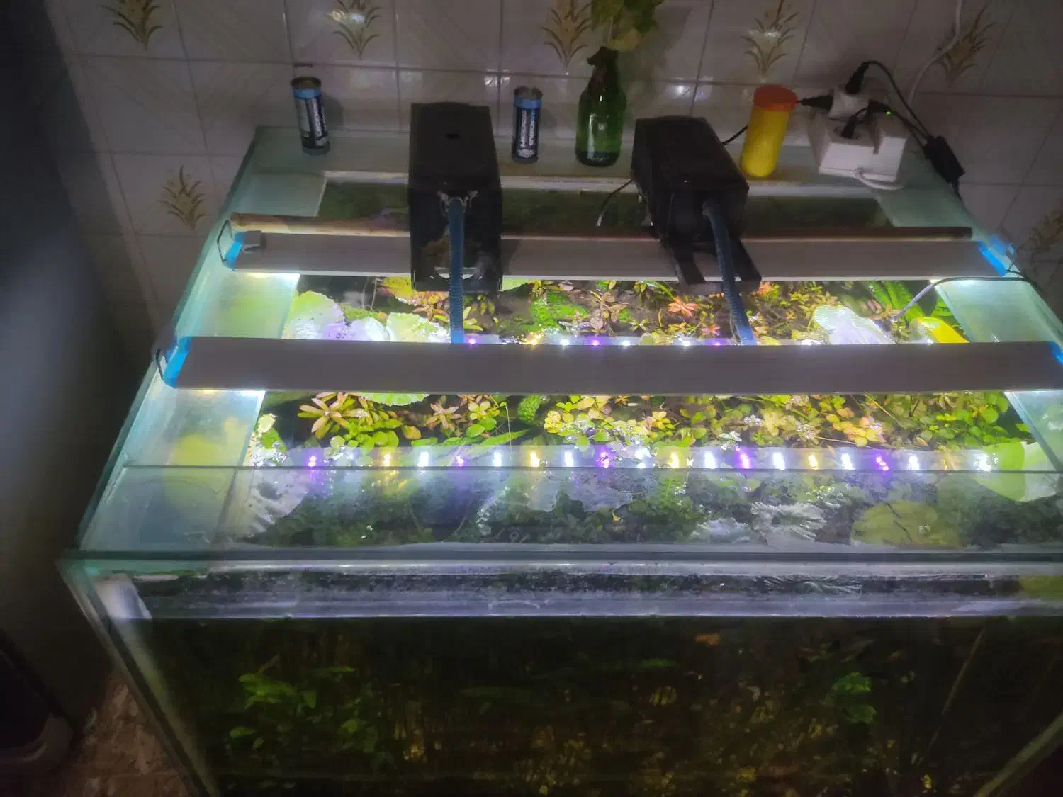 فروش اکواریوم با تمام وسایلاش|ماهی|نقده, |دیوار