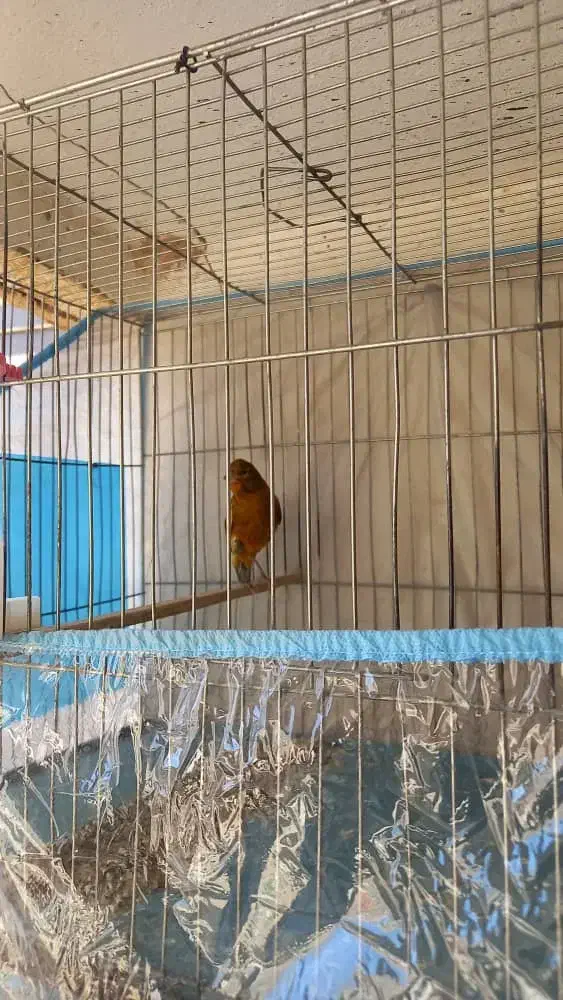 قناری نر|پرنده|شیراز, گویم|دیوار