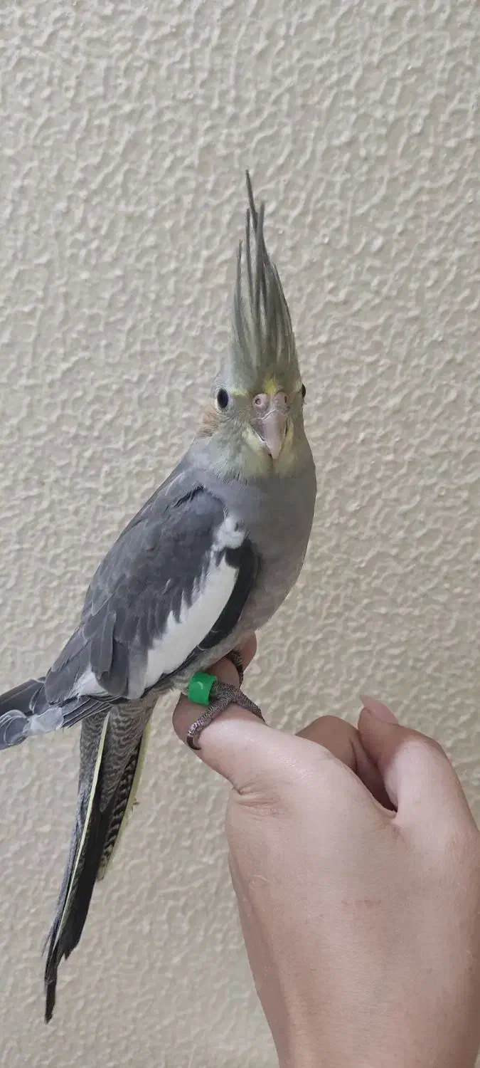 جوجه عروس هلندی|پرنده|شاهینشهر, حافظ جنوبی|دیوار