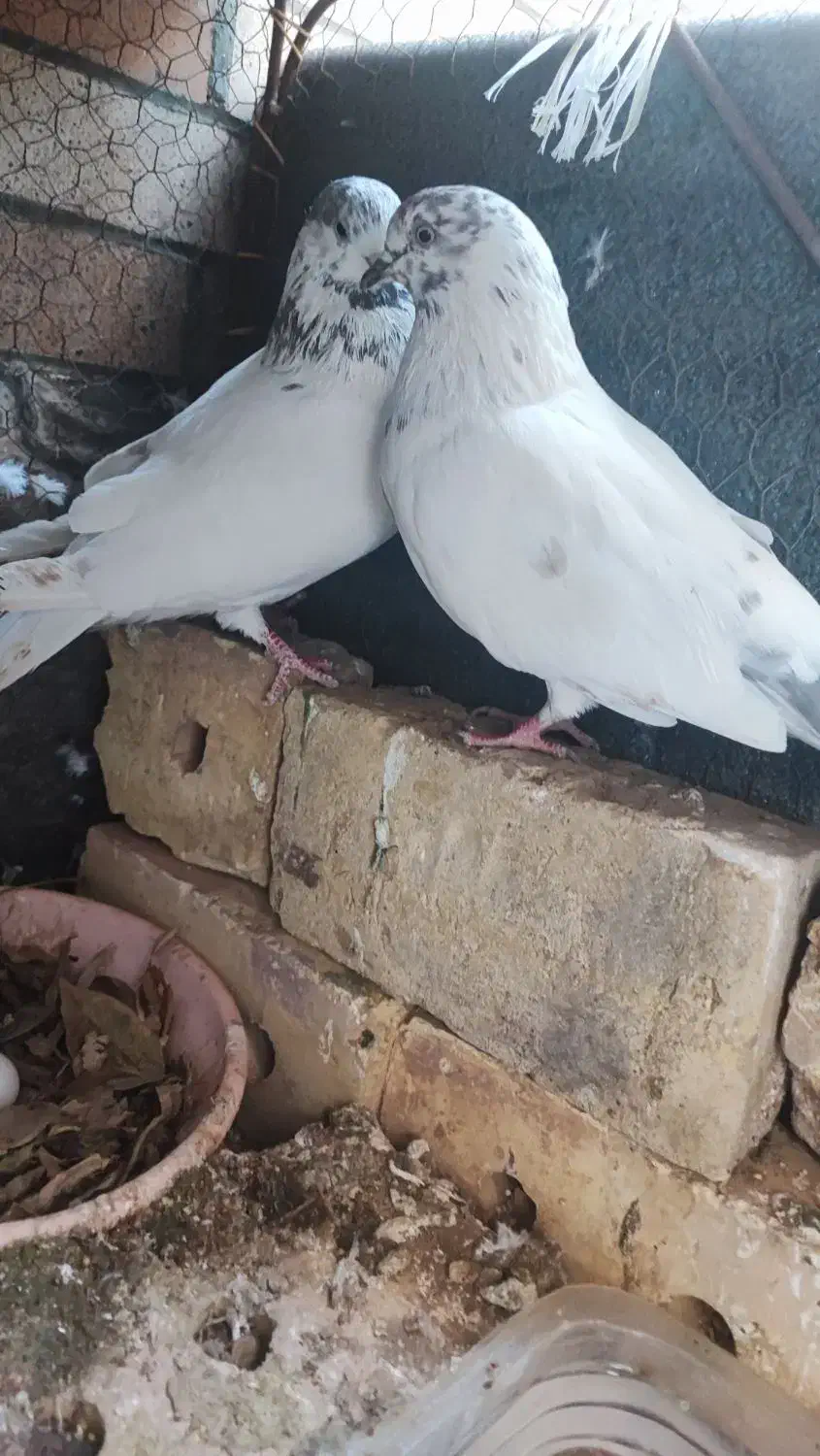 جفت نروماده عتیقه|حیوانات|یزد, |دیوار