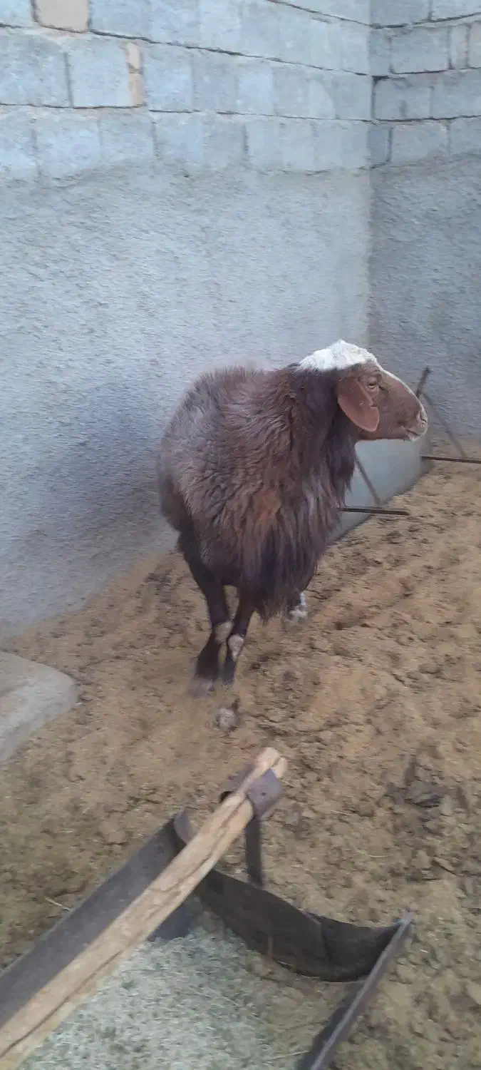 سلام یک عدد قوچ همه چی تمام درجه ۱ فروشی|حیوانات مزرعه|دهق, |دیوار