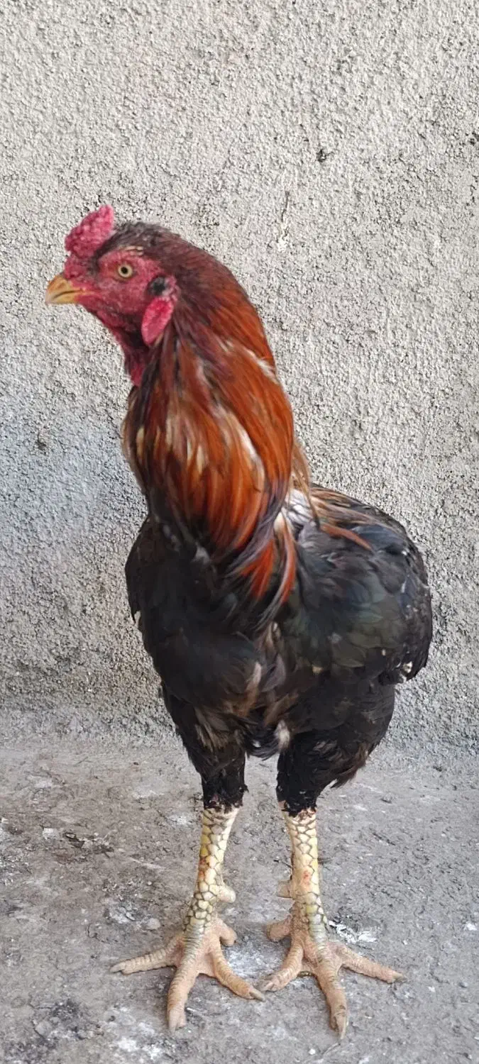 خروس لاری|پرنده|آق قلا, |دیوار