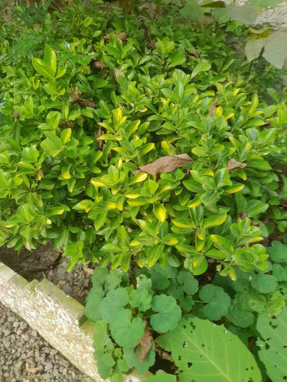 نهال شمشاد|خدمات باغبانی و درختکاری|شاندرمن, |دیوار