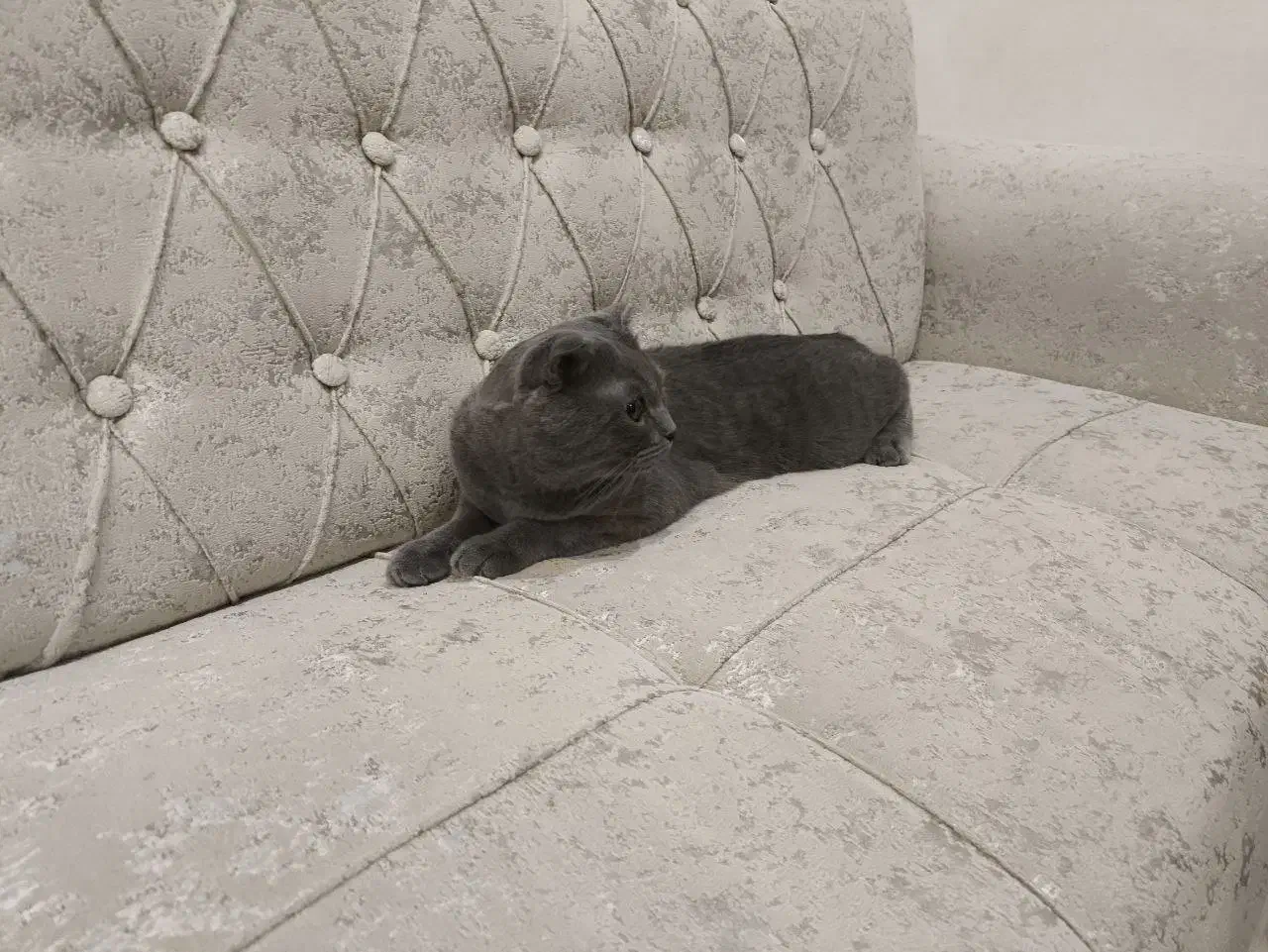 گربه نر ۸ ماهه اسکاتیش فولد|گربه|بابلسر, |دیوار