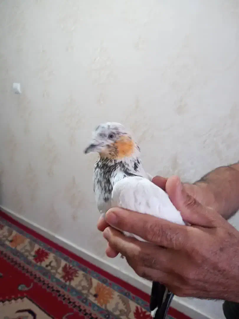 کبوتر سینه دم سیاه|پرنده|پرند, فاز ۵|دیوار